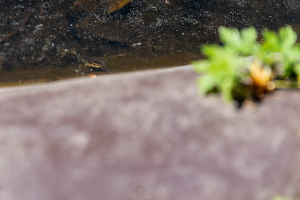 istock Newt in a garden pond 1288821330