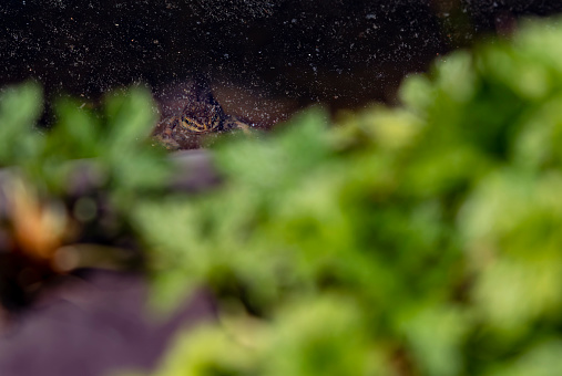 A newt in a domestic garden pond in England, UK.