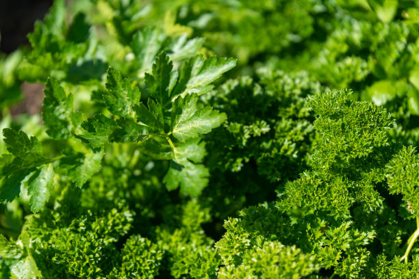 istock Flat leafed and curly leafed parsley growing together. 1288821427