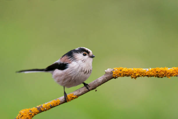 istock Long tailed tit bird in the wild 1288821565
