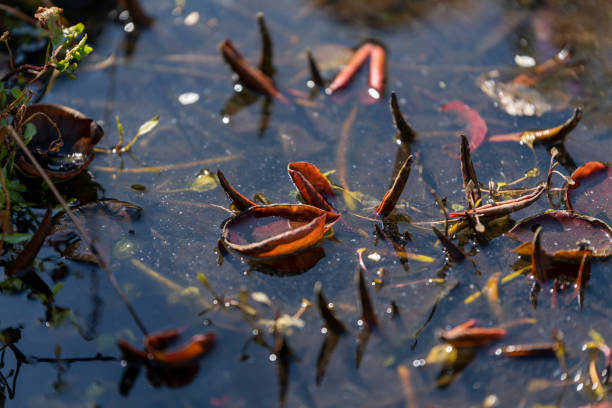 A silted up domestic garden pond in England, UK.