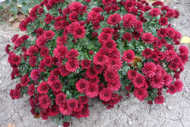 istock Blossoming bush of red Chrysanthemums in October 1288821780