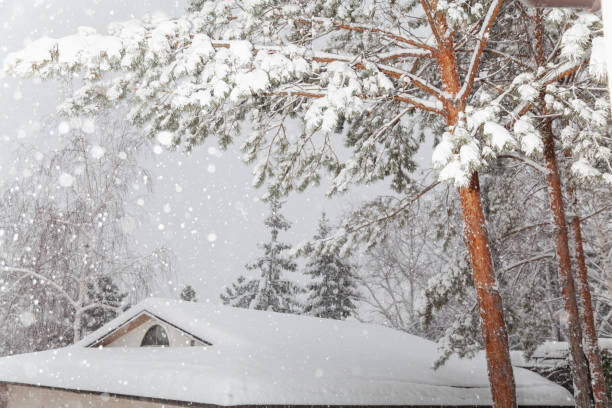 istock Snow lies on pine branch bottom view 1288823021