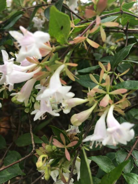 istock Jasmine flower in autumn on white 1288823198