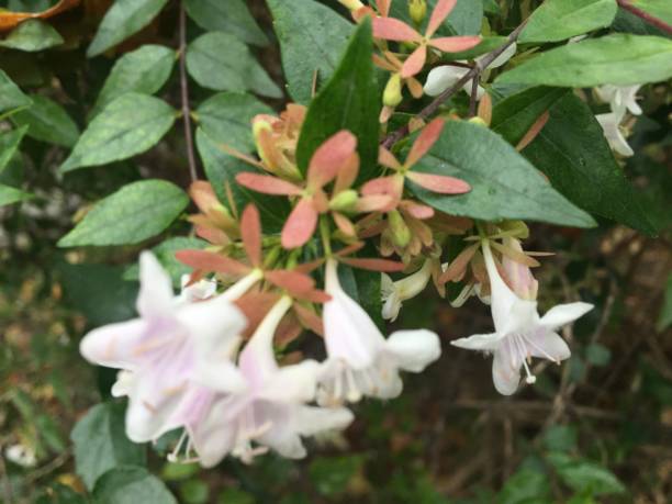 istock Jasmine flower in autumn on white 1288823206