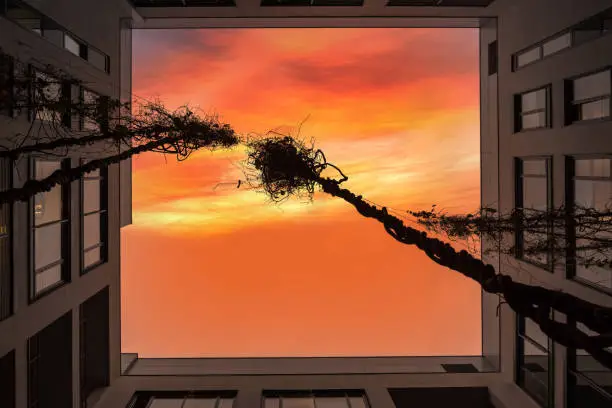 inner corner of office building viewed from low angle with orange twilight sky reflected in windows and strings of loach plants reaching out the wire on the top