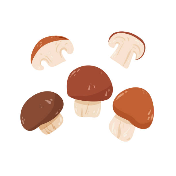 흰색 벡터 그림에 격리 된 버섯. - edible mushroom portabello mushroom white background vegetable stock illustrations