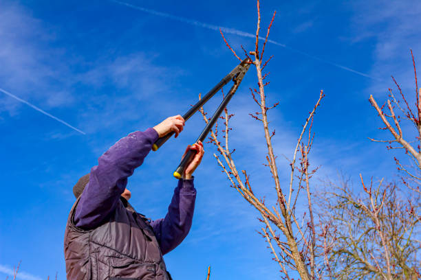 istock Gardener is cutting branches, pruning fruit trees with pruning shears in the orchard 1288825067