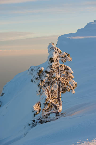 istock pine trees on the mountain slopes covered with snow. 1288825223
