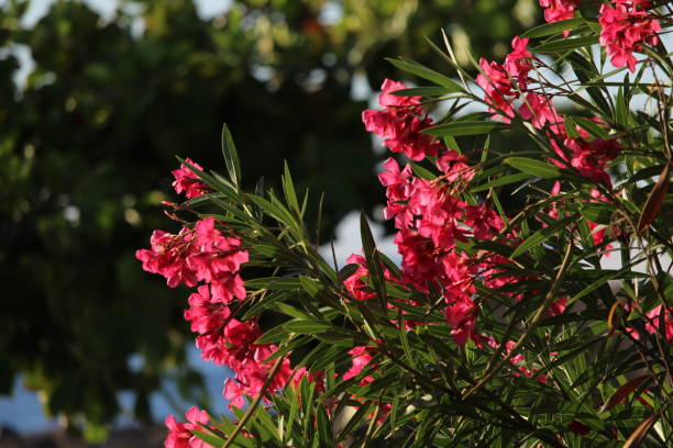 istock selective focus on beautiful pink tropical flowers 1288826606