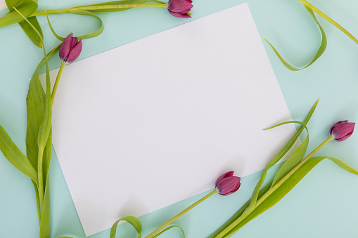 White paper surrounded by pink tulips on blue background. flower spring summer nature freshness copy space.