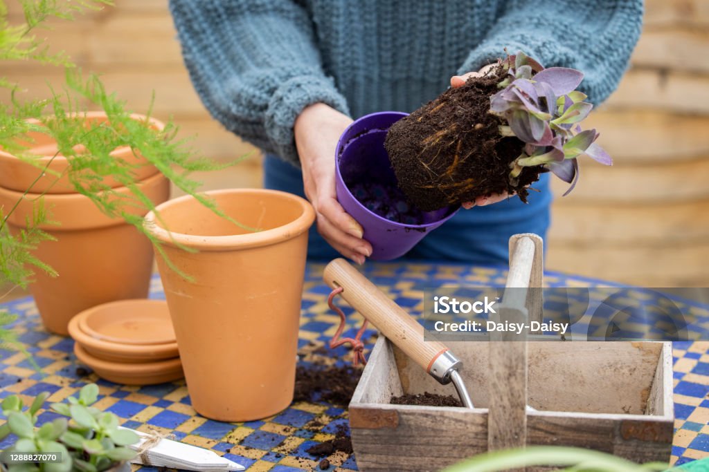 Close Up Of Woman Re-Potting Houseplant Into Larger Compost Filled Pot Outdoors 40-49 Years Stock Photo