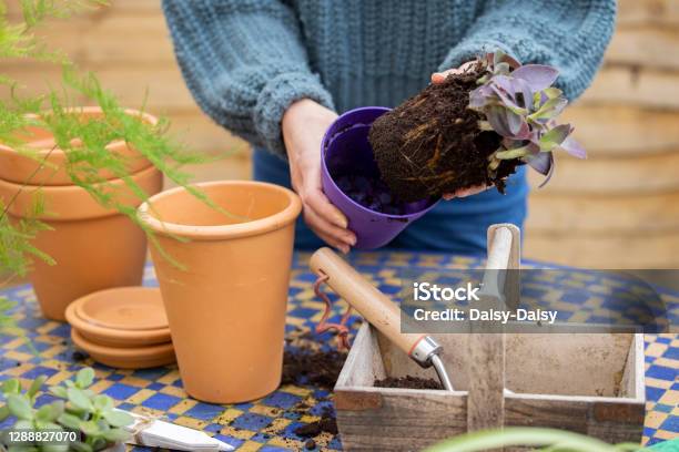 Close Up Of Woman Repotting Houseplant Into Larger Compost Filled Pot Outdoors Stock Photo - Download Image Now
