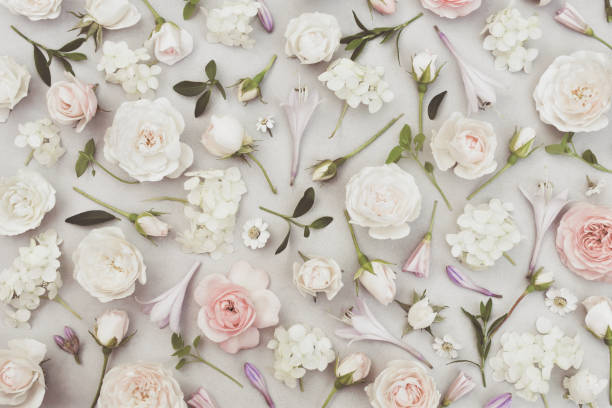 istock Delicate blossoming pink rose frame, blooming flowers pastel festive background 1288827843