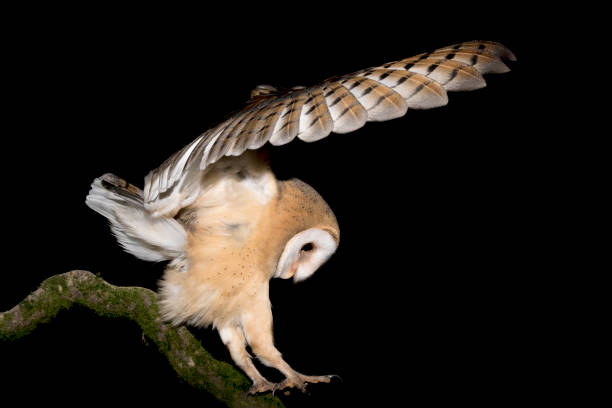 istock The beautiful Barn owl lands on branch (Tyto alba) 1288828099