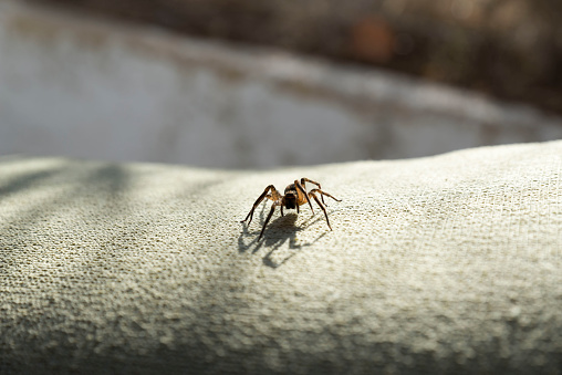 Macro photograph of a female black widow spider hanging on her web she has constructed on a small branch. There is great detail in her features.