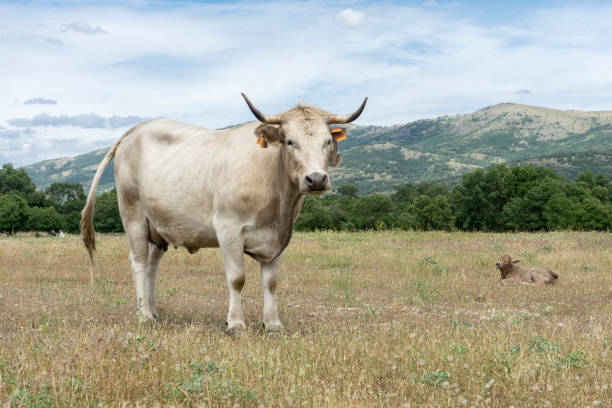 母と子供 - domestic cattle calf mother field ストックフォトと画像