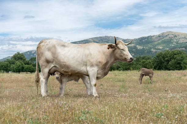 母と子供 - domestic cattle calf mother field ストックフォトと画像