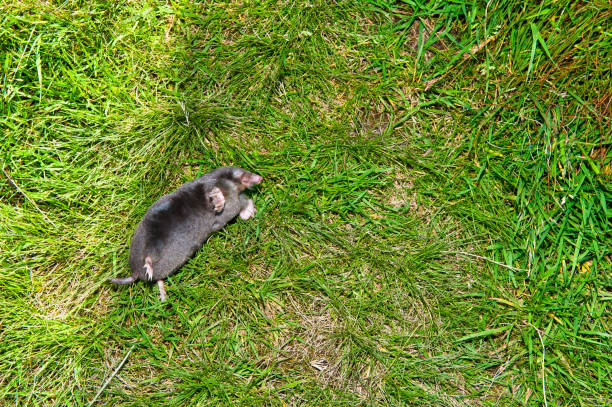 Dead Animal Carcass Mole Stock Photos, Pictures & Royalty-Free Images - iStock Dead Animal Carcass Mole Stock Photos, Pictures & Royalty-Free Images - iStock