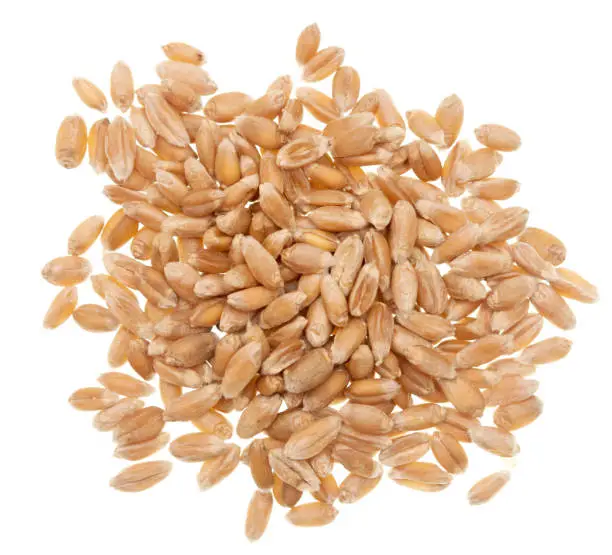 Photo of Wheat grain