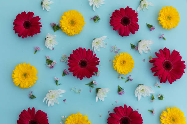 istock Yellow and red gerberas and white flowers on blue background 1288830945