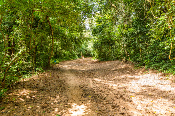 istock Osun - Osogbo sacred grove 1288831013