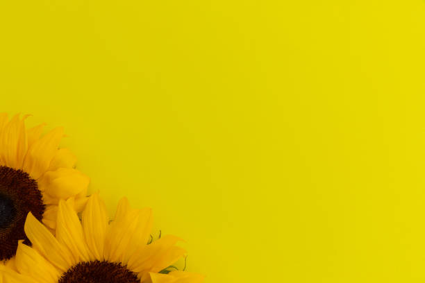 istock Two sunflowers in bottom left corner on yellow background 1288831137