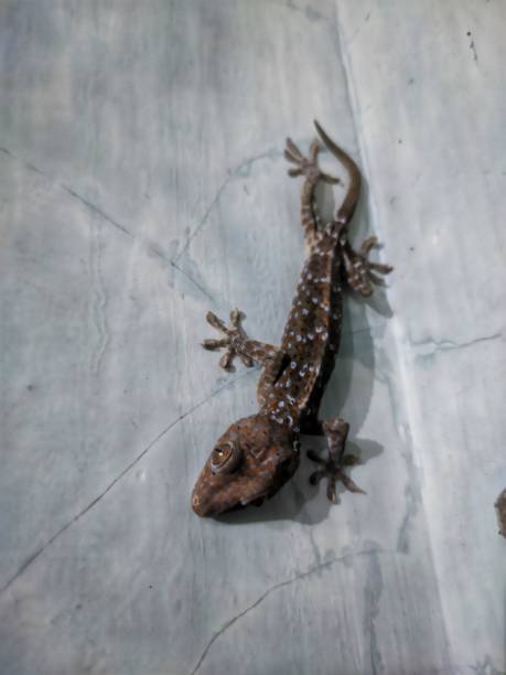 istock Tokay gecko relaxing 1288833284