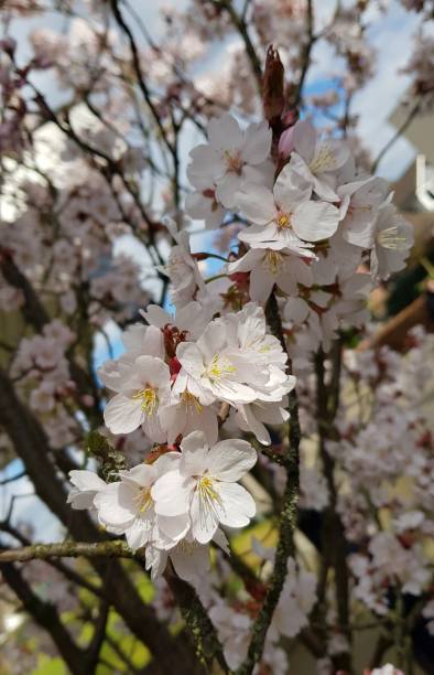 istock Light pink blossom and blue sky 1288836873