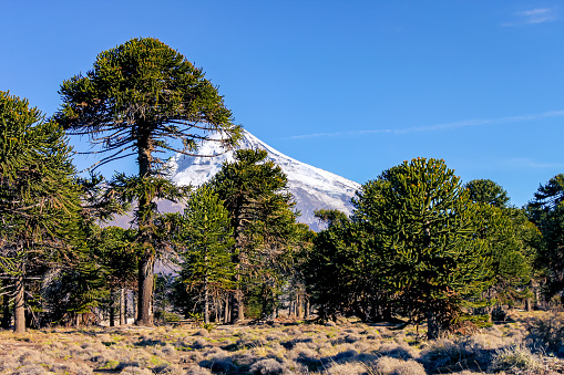 Araucaria forest in the central and northern region of the Neuquen province in Argentine.