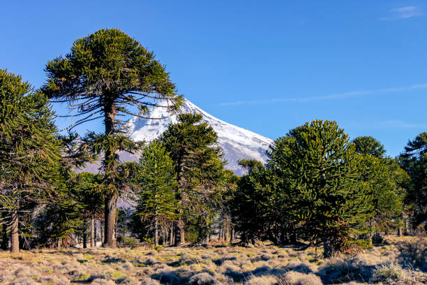 Araucaria forest in the central and northern region of the Neuquen province in Argentine Patagonia. Araucaria forest in the central and northern region of the Neuquen province in Argentine. araucaria araucana stock pictures, royalty-free photos & images