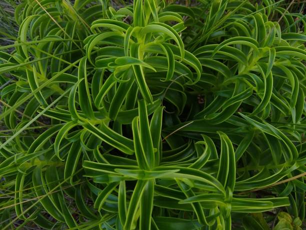 istock Curly green leaves background 1288838757