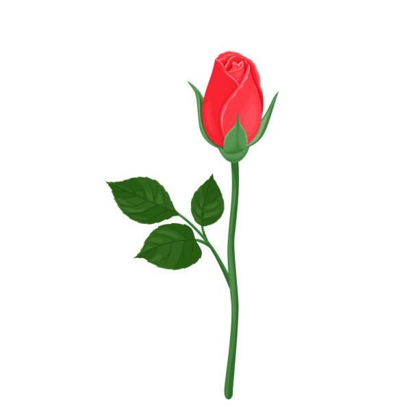 czerwony pączek róży z zielonym łodygą i liśćmi izolowanymi na białym tle. wektorowa ilustracja pięknego kwiatu w kreskówkowym płaskim stylu. - white background flower bud stem stock illustrations