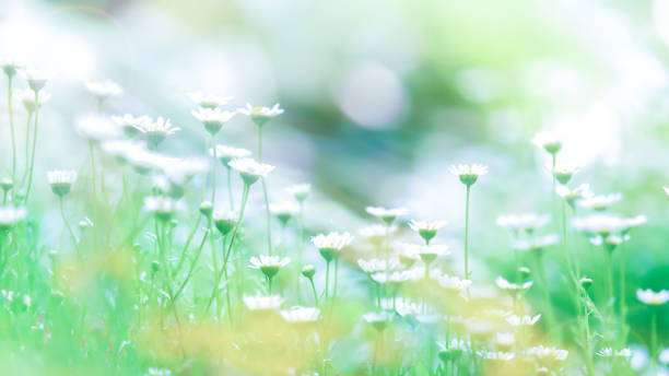 istock Blooming chamomile or daisy flowers at sunrise. 1288839536