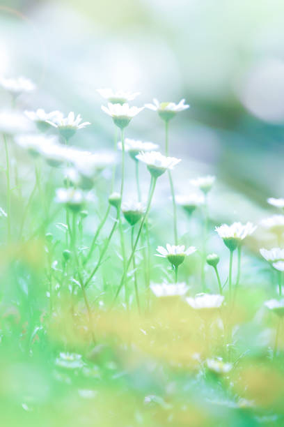 istock Blooming chamomile or daisy flowers at sunrise. 1288841235