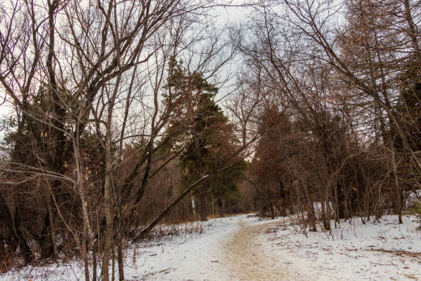 istock Winter landscape, snow-covered path passes through the forest. 1288842198