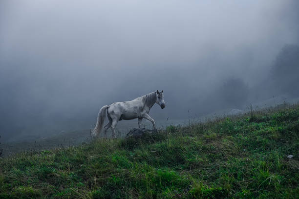 istock Horse in the fog 1288842423