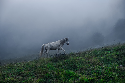 A horse in a foggy area in the Dinaric Alps, Montenegro