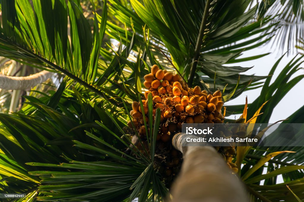 Panoramic view of a tall Betel nut tree with many Betel nuts from below in India Panoramic view of beautiful tall Betel nut tree or Areca nut tree with many Betel nuts grown. The view is from below in India Areca Nut Stock Photo