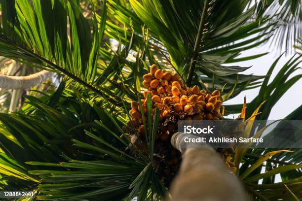 Panoramic View Of A Tall Betel Nut Tree With Many Betel Nuts From Below In India Stock Photo - Download Image Now