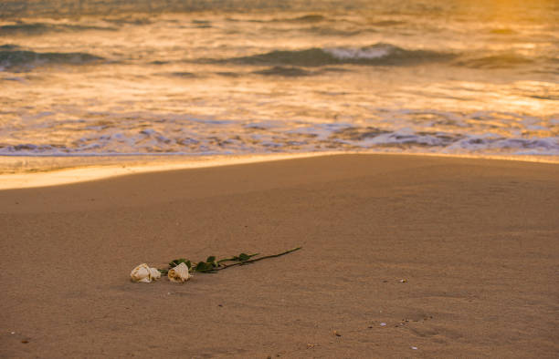 istock Rose flowers on the beach 1288842470