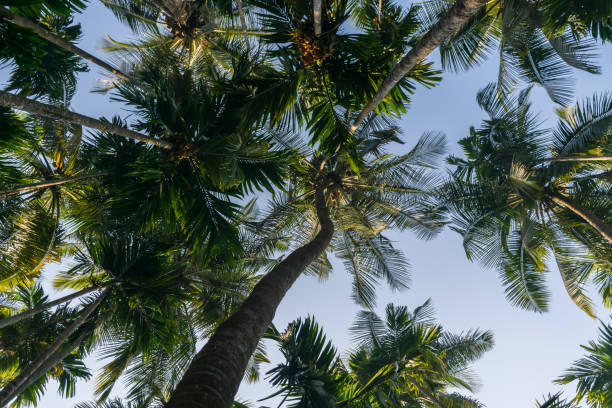 istock Panoramic view of tall coconut trees from below against the blue sky in India 1288842500
