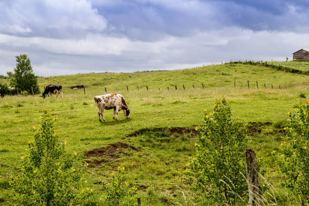 vacas holstein en el paisaje de pastos día nublado quebec canadá - cattle cow hill quebec fotografías e imágenes de stock