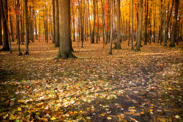 autumn trees foliage scenic Sorel-Tracy Quebec