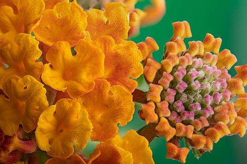 Marigold flower close-up. Orange marigold on a blurry background.