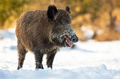 Wild boar standing on snowy field in winter nature