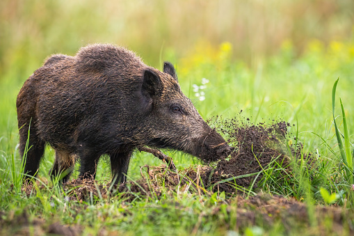 Pack of African wild boars digging through the ground and looking for something to eat in the wildlife nature reserve in Africa