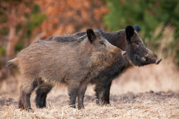 Two alert wild boars standing on field in autumn nature Two alert wild boars, sus scrofa, standing on field in autumn nature. Attentive hairy animals looking aside on dry grass in fall. Dirty brown mammals observing on meadow. tusk photos stock pictures, royalty-free photos & images