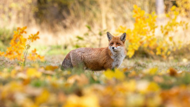 istock Red fox observing in colorful autumn nature from side 1288846197