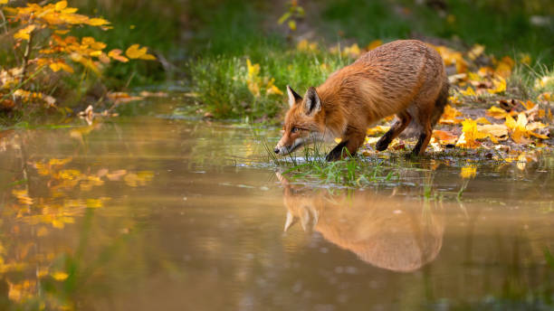istock Red fox drinking from water in colorful autumn nature 1288846234